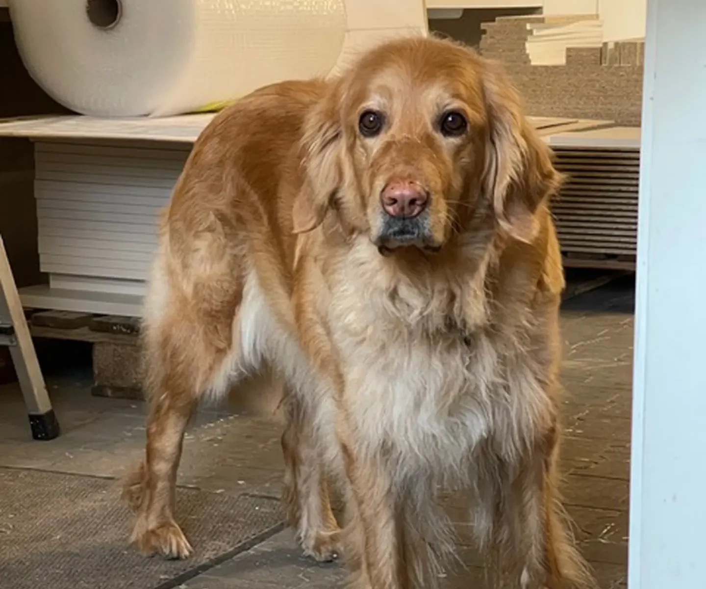 Pfaff+Mahnke Team Hund Eckstein Ecki